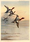 Wigeon Over the Estuary by Archibald Thorburn
